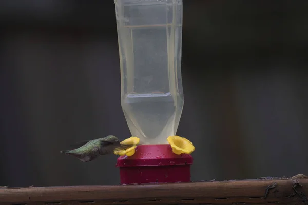 Beijar pássaro pairando ao redor e beber de alimentador — Fotografia de Stock