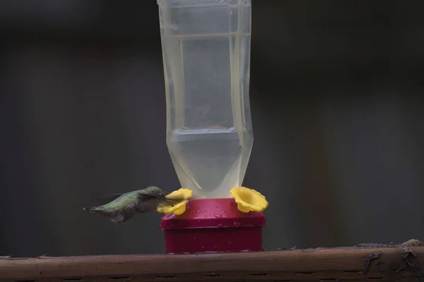 給餌器から飛び回って酒を飲んでいる鳥を — ストック写真