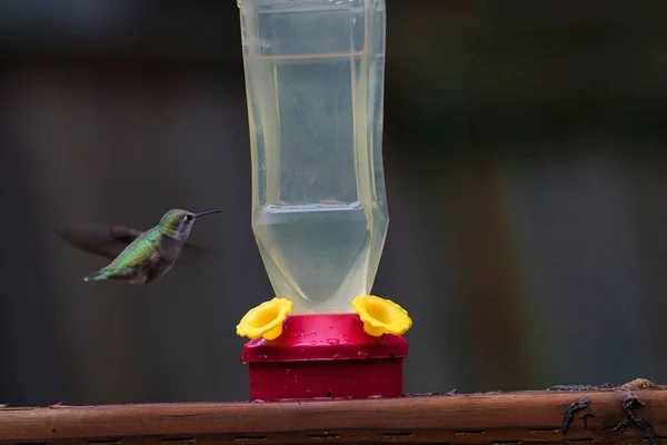 Kolibri schwebt herum und trinkt aus Futterstelle — Stockfoto