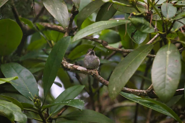 Ein einzelner Kolibri sitzt allein auf einem Ast — Stockfoto