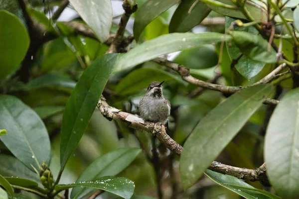 Ein einzelner Kolibri sitzt in einem Rhododendron — Stockfoto