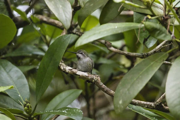 Un seul colibri assis sur une branche de rhododendron — Photo