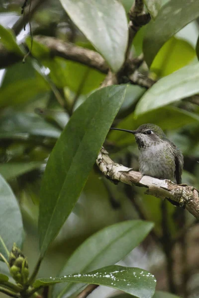 Simple colibri assis dans un buisson de rhododendrons — Photo