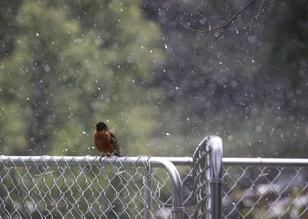 Liten robin på ett staket med snö — Stockfoto