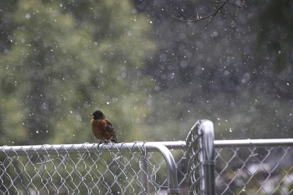 Röd robin på ett staket vit sin snö — Stockfoto