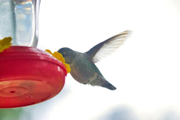 Colibrí hembra verde bebiendo de un comedero en clima frío — Foto de Stock