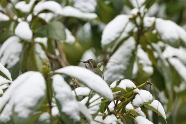 Pequeno beija-flor sentado em um rododendão na neve de inverno — Fotografia de Stock