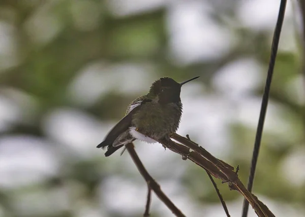 Kleiner Kolibri sitzt oben in einem Rhododendon im Winterschnee im Schatten — Stockfoto