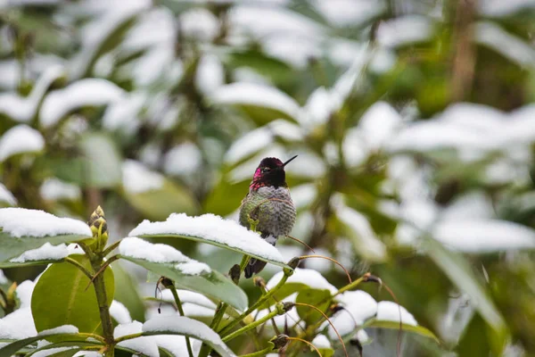 Kleine kolibrie zittend in een rododendon in de winter sneeuw — Stockfoto