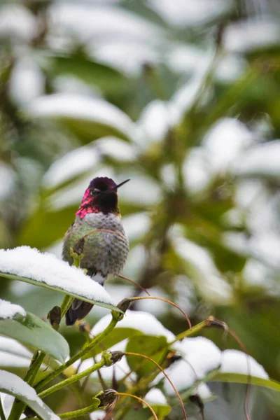 Liten kolibri sitter upp i en rhododendon i vinter snö — Stockfoto