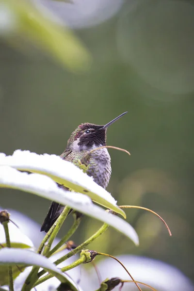 Petit colibri assis dans un rhododendon dans la neige d'hiver — Photo