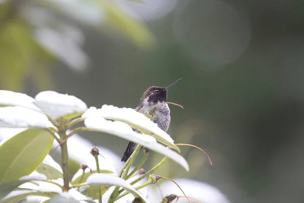 Small hummingbird sitting up in a rhododendon in winter snow — Stock Photo, Image