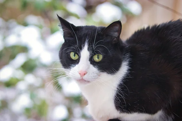 Piccolo gatto bianco e nero si siede fuori nella neve — Foto Stock