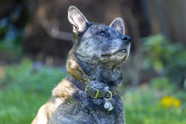 Close up of expressive dog in yard — Stock Photo, Image