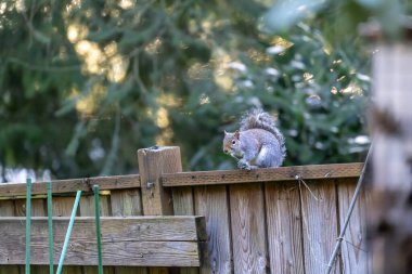 sincap çitlere ve ağaçlara tırmanıyor.