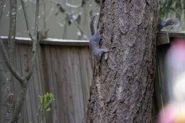 Sincap eğimli çitlerin yanındaki uzun ağaca tırmanıyor.