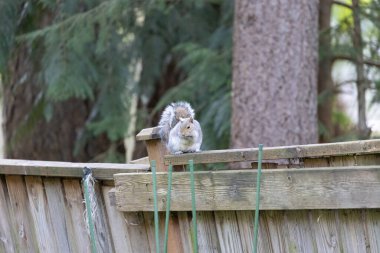 sincap eski ahşap çitin tepesine tırmanıyor.