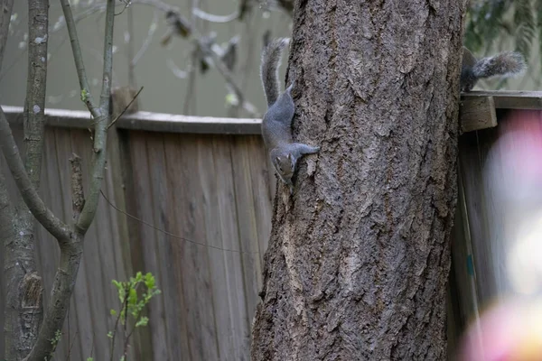 Esquilo escalada na árvore alta perto de cerca inclinada — Fotografia de Stock