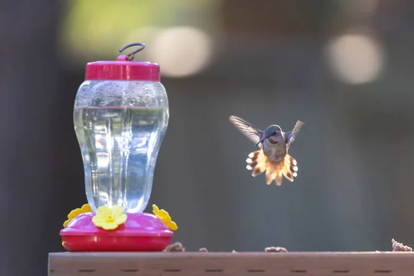 Pequeno beija-flor pairando perto do alimentador em luz solar brilhante — Fotografia de Stock