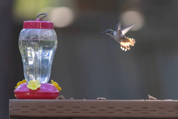 Pequeño colibrí flotando cerca del alimentador a la luz del sol — Foto de Stock
