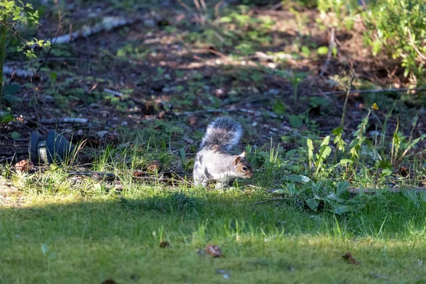 Squirrel sitting on path in forest near grass — Stock Photo, Image