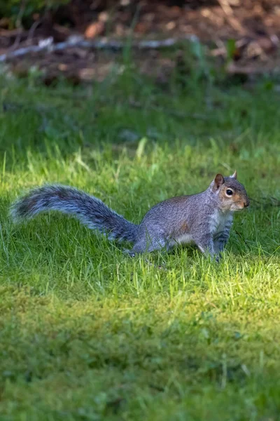 Esquilo cinza selvagem forrageando em torno de um gramado verde — Fotografia de Stock