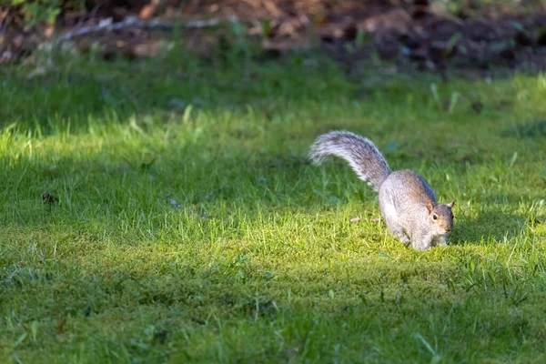 Esquilo cinza selvagem forrageando em torno de um gramado verde — Fotografia de Stock