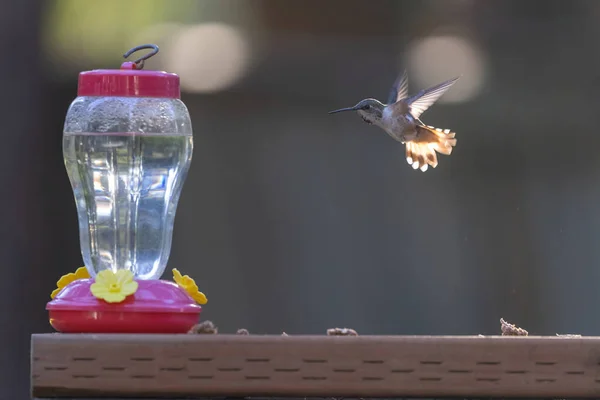 Piccolo colibrì in bilico vicino alimentatore in piena luce solare Foto Stock