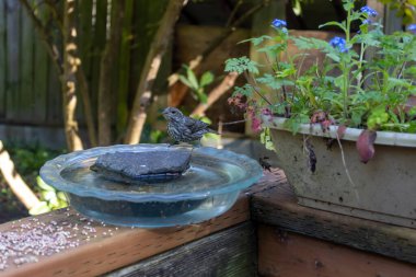 Bir turta tabağının kenarına tünemiş küçük ispinoz kuşu
