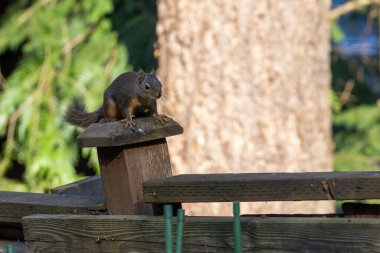 Tahta bir çitin üzerinde duran küçük kırmızı sincap.