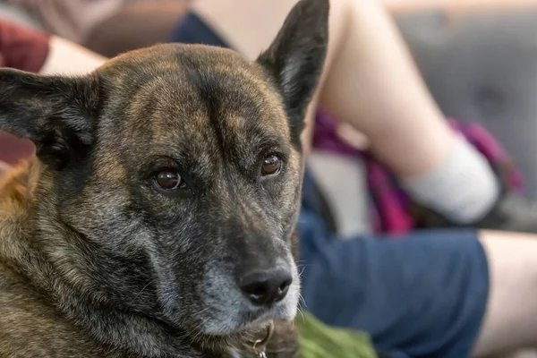 Volwassen bokser husky mix rusten op een bank — Stockfoto