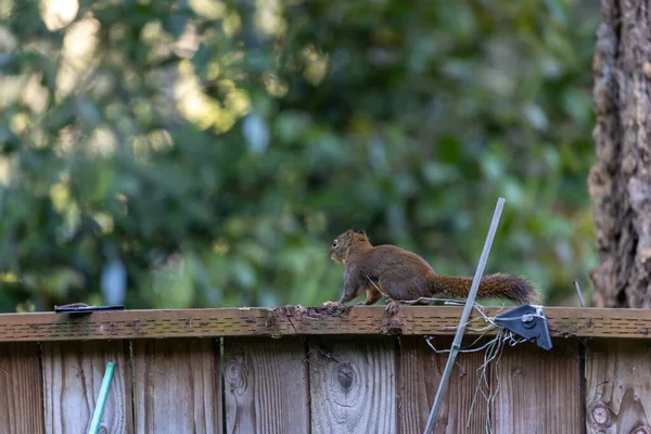 Malý chipmunk stojící na dřevěném plotě — Stock fotografie