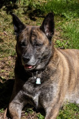 Büyük bir brindle köpeği çimenlikteki güneşli arazide gülümsüyor.