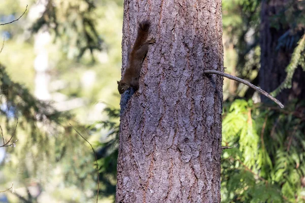 木の横にしがみつく小さな暗褐色のチプムンク — ストック写真