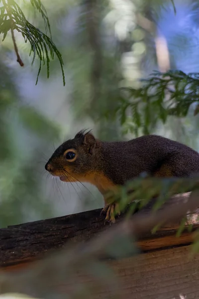 Pequeno esquilo em pé sobre uma cerca de madeira — Fotografia de Stock