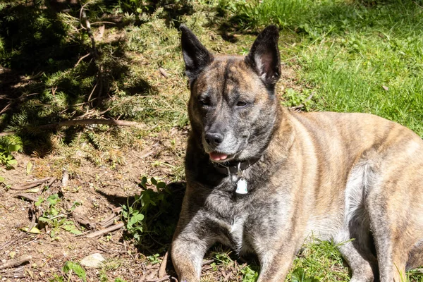 Duży pręgowany pies uśmiechający się w słonecznym miejscu na trawniku — Zdjęcie stockowe