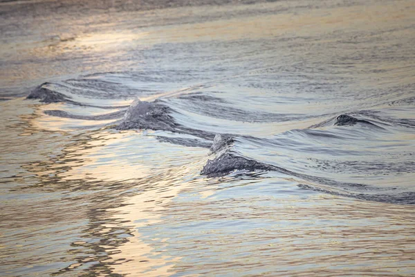 Puget sound waves around sunset with pastel light — Stock Photo, Image