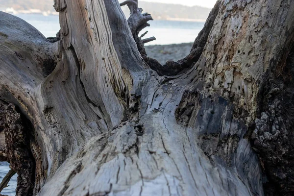 Grosse souche de bois flotté près du rivage — Photo