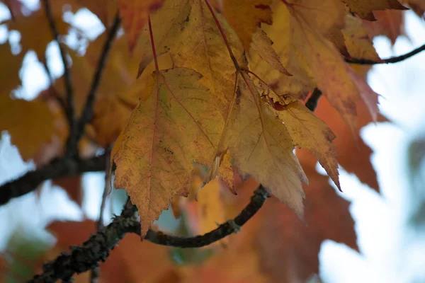 Vue horizontale des feuilles d'érable colorées à l'automne — Photo