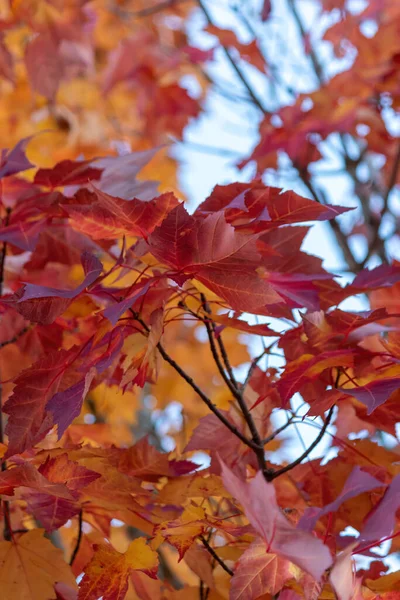 Plano vertical de hojas de arce de colores profundos —  Fotos de Stock