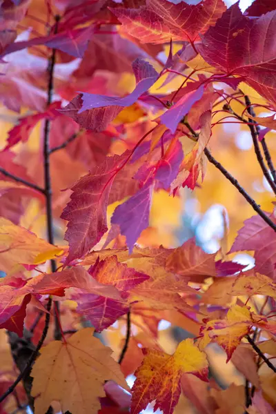 Tiro vertical de folhas de bordo coloridas profundas — Fotografia de Stock