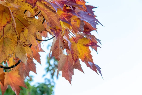 Vue horizontale des feuilles d'érable colorées à l'automne — Photo