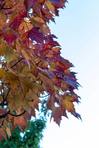 Plan vertical de feuilles d'érable profondes et colorées — Photo