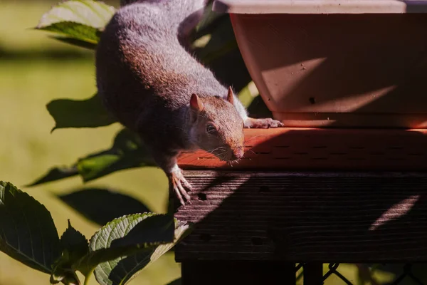 Großes graues Eichhörnchen spielt in der Nähe von Blumentopf auf Deck — Stockfoto