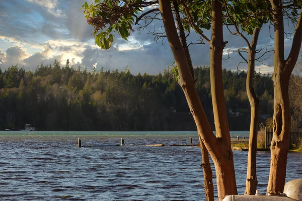 Red branches of madrona tree in front of water in afternoon — Stock Photo, Image