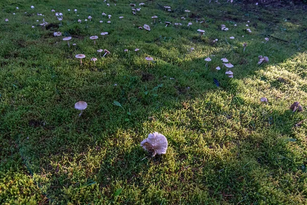 Piccoli funghi bianchi su un prato erboso verde — Foto Stock