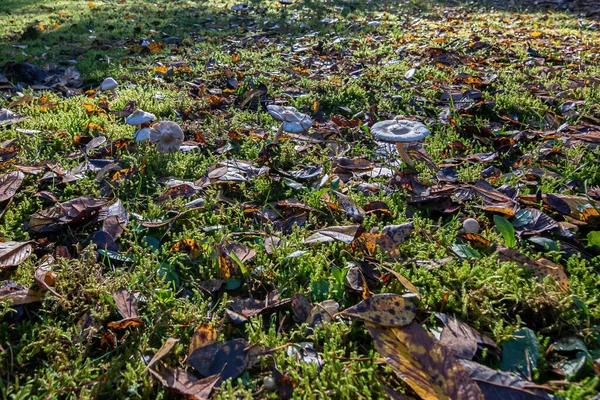 Grzyby jesienne rosnące na trawniku trawiastym i liście — Zdjęcie stockowe
