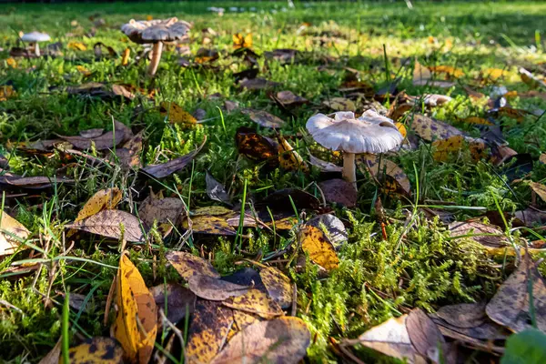 Vita svampar som växer ur gräsbevuxen gräsmatta och blad — Stockfoto