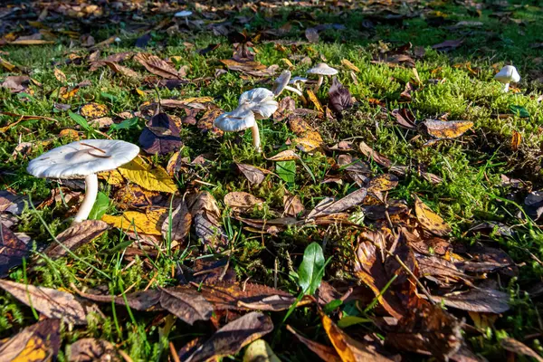 Vita svampar och blad på gräsmatta — Stockfoto