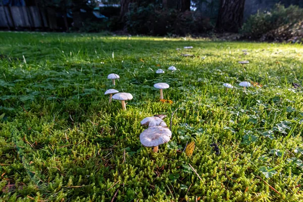 Funghi che crescono dal prato erboso nel pomeriggio — Foto Stock